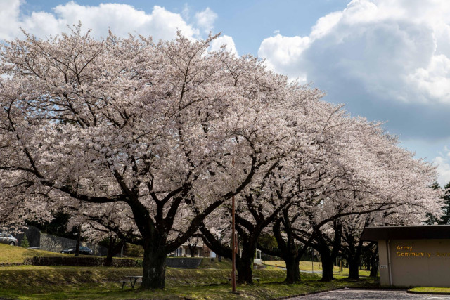 在日米陸軍キャンプ座間桜まつり（お花見）